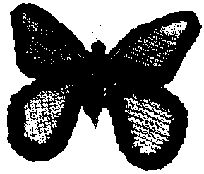 svg image
